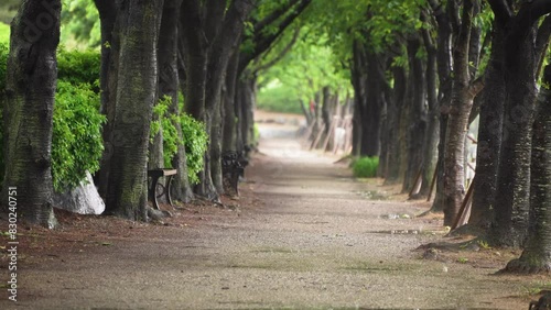 비 내리는 공원 길