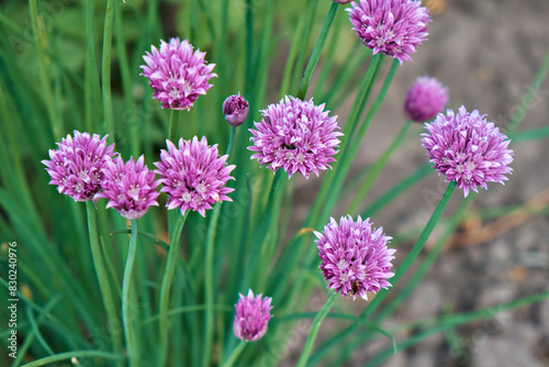 Purple onion flowers in the garden in the village. close-up