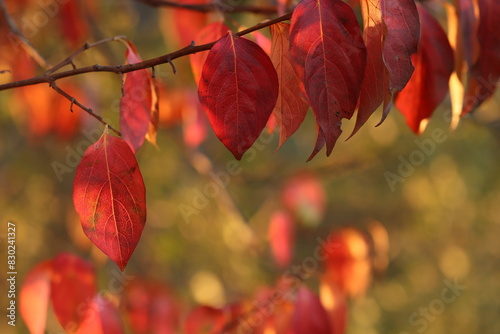 folgle rosse in un bosco al tramonto in autunno photo