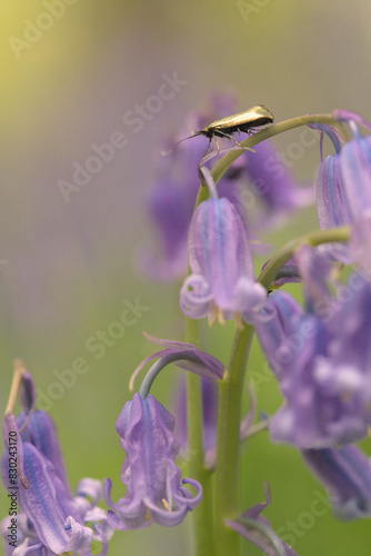 Longhorn moth on bluebell
