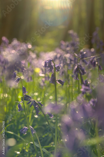 Close up of native bluebells in UK