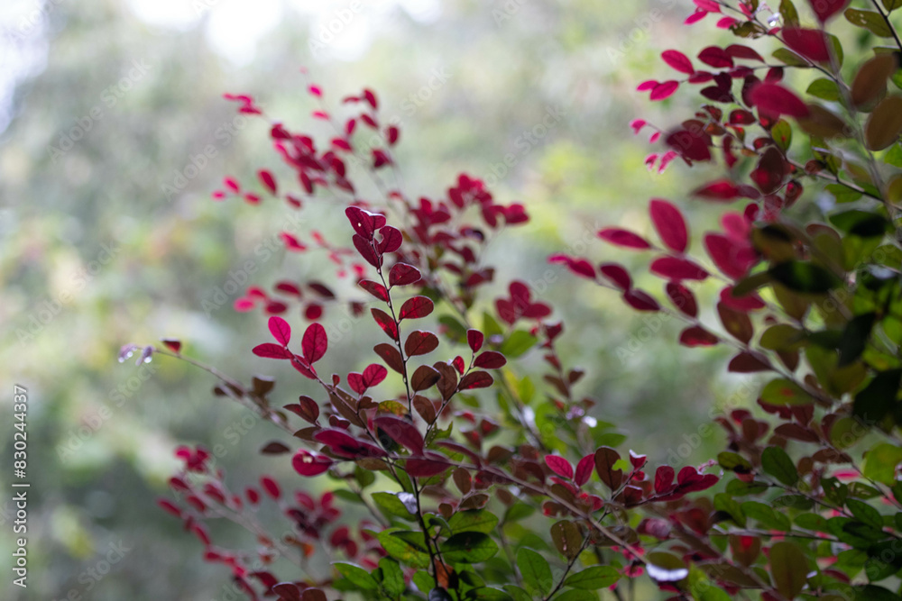 Summer Concept, Budding Red Leaves Summer Concept, Budding Red Leaves