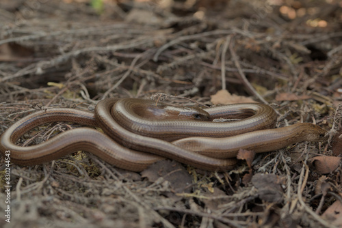 Two slow worms basking together