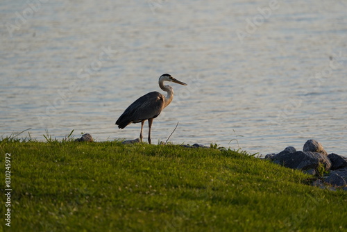 Blue Heron on Lake Side Patrol