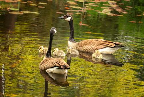 Family of Canadian geese in a pond