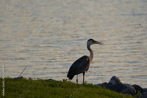 Blue Heron Looking for Dinner in the Lake