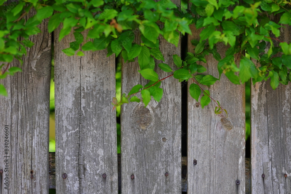 Gray wooden fence and the green leaves Gray wooden fence and the green leaves
