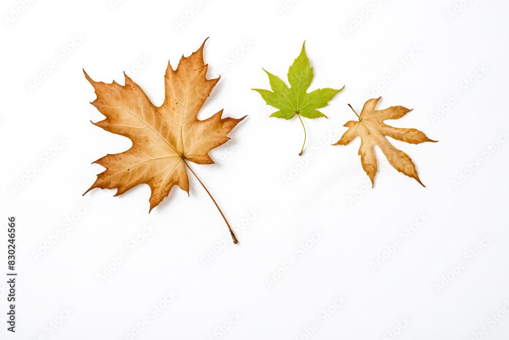 Dry Maple Leaf With Green Leaf on White Background Dry Maple Leaf With Green Leaf on White Background