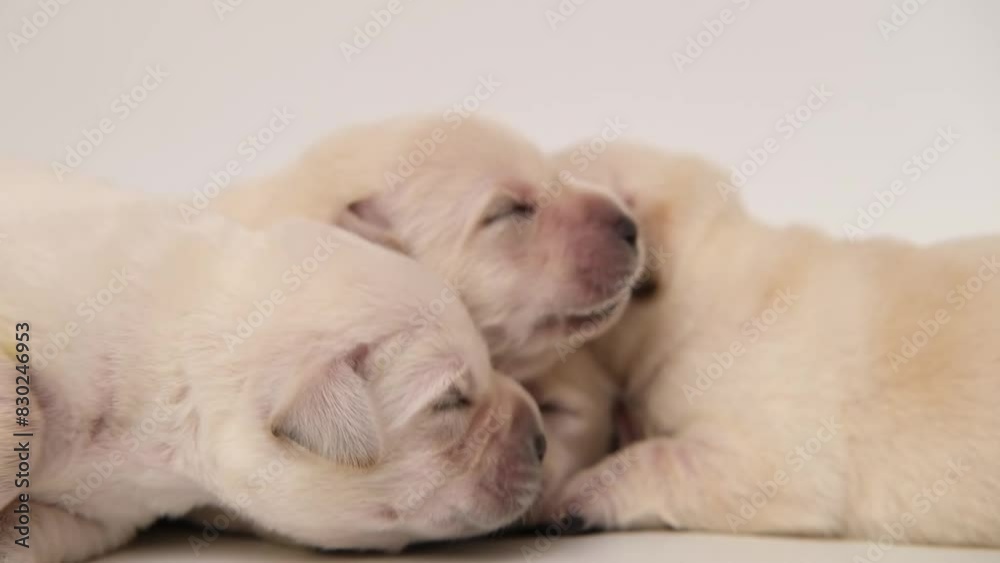 close up portrait cute small Newborn yellow labrador puppies dog on white background. group of puppies, love pets 4k close up portrait cute small Newborn yellow labrador puppies dog on white background. group of puppies, love pets 4k