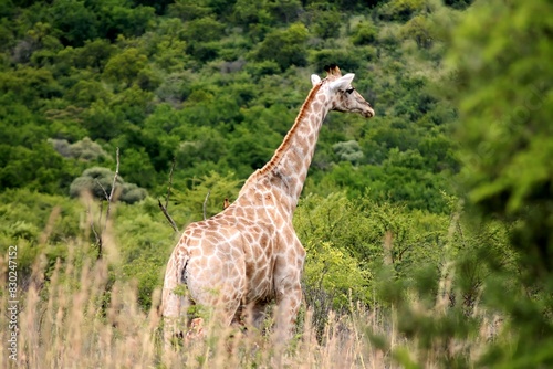 Canvas Print Giraffe walking in grass