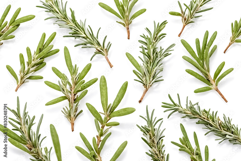 Fototapeta premium Fresh Rosemary Sprigs Isolated on White Background
