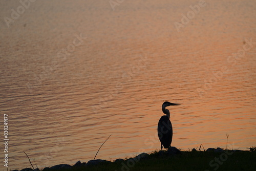Blue Heron Shadow Profile at Sunset Looking Right 