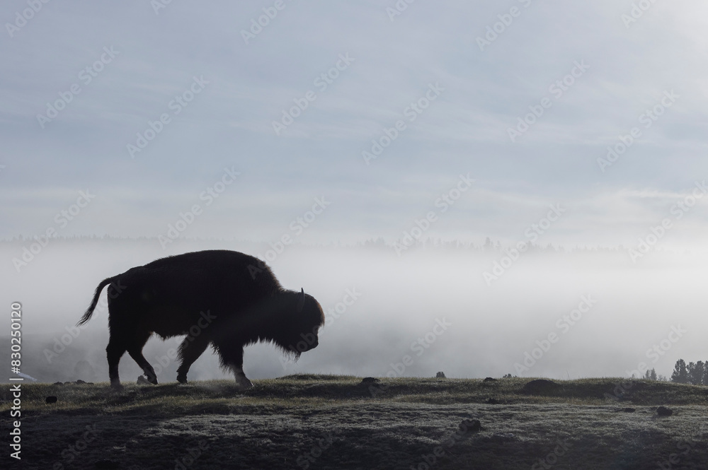 Bull Bison in Spring in Yellowstone National Park Wyoming Bull Bison in Spring in Yellowstone National Park Wyoming