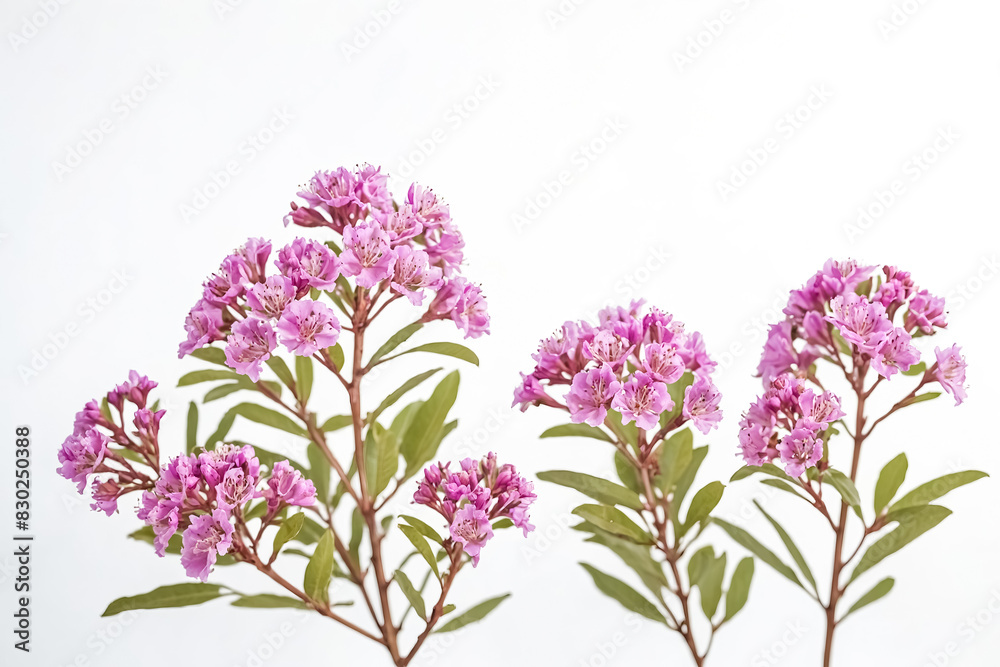Naklejka premium Pink Flowers and Green Leaves on a White Background