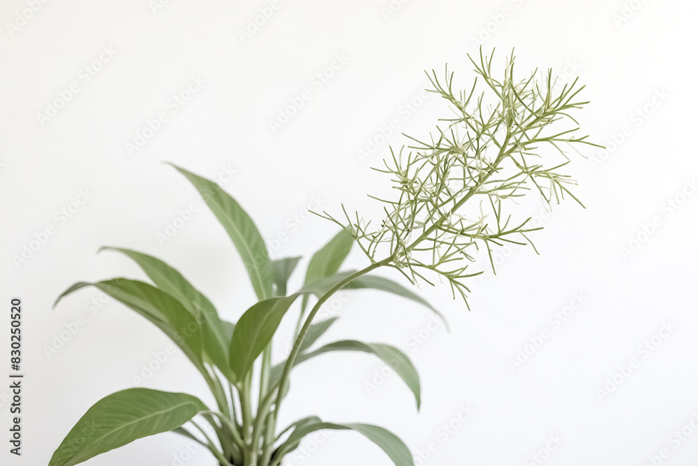 Fototapeta premium Minimalist Green Plant Branch on White Background
