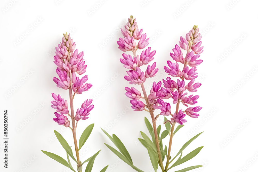 Fototapeta premium Pink Flowers on White Background