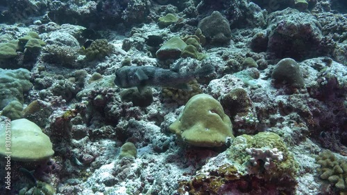 Tropical fish - Pufferfish swmming in a coral reef photo