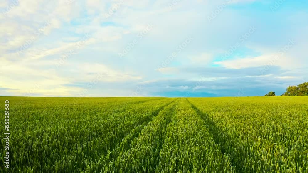 Serene Morning Above Rolling Golden Wheat Fields in Countryside Serene Morning Above Rolling Golden Wheat Fields in Countryside
