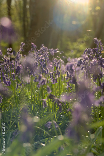 Close up of native bluebells in UK