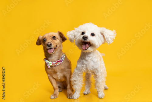 perros felices