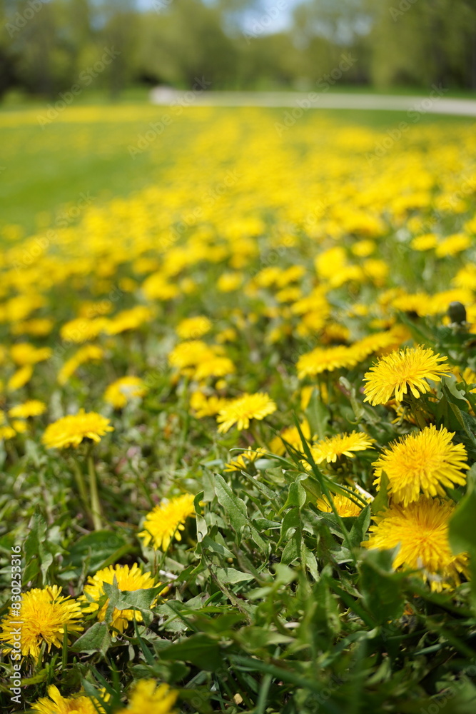 field of dandelions field of dandelions