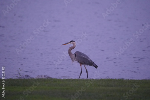 Blue Heron with Late Evening Blue Water