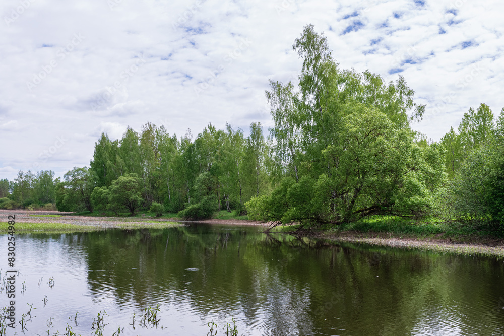 View of the opposite bank of a swampy river with deciduous trees and green grass. Summer landscape with cloudy View of the opposite bank of a swampy river with deciduous trees and green grass. Summer landscape with cloudy