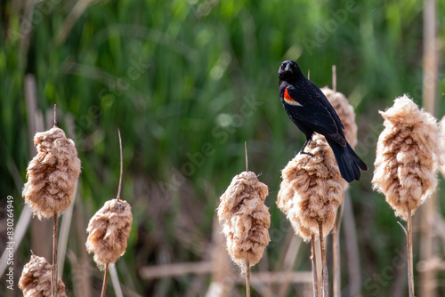 Red-winged Blackbird (Agelaius phoeniceus) adult perched on a cattail in April photo