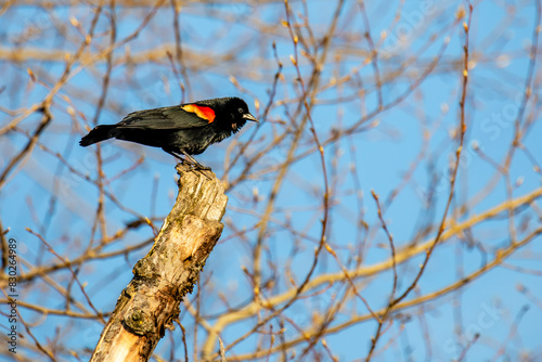 Red-winged Blackbird (Agelaius phoeniceus) adult perched on a tree brnch in April photo