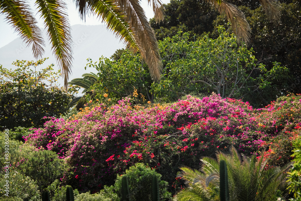 Tropical greenery with palm leaves, field grass in the sun light during hot summer day Tropical greenery with palm leaves, field grass in the sun light during hot summer day