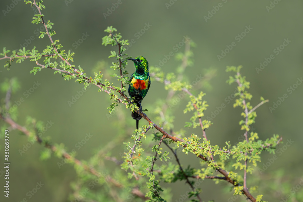 Beautiful Sunbird (Cinnyris pulchella), Africa Beautiful Sunbird (Cinnyris pulchella), Africa