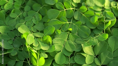 Close-up, fresh green moringa leaves rotating, organic herbal supplement photo