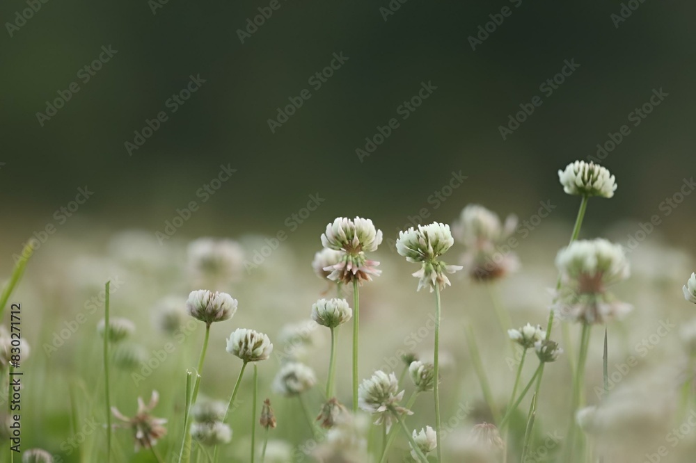 Fototapeta premium Blurry image of a small group of flowers