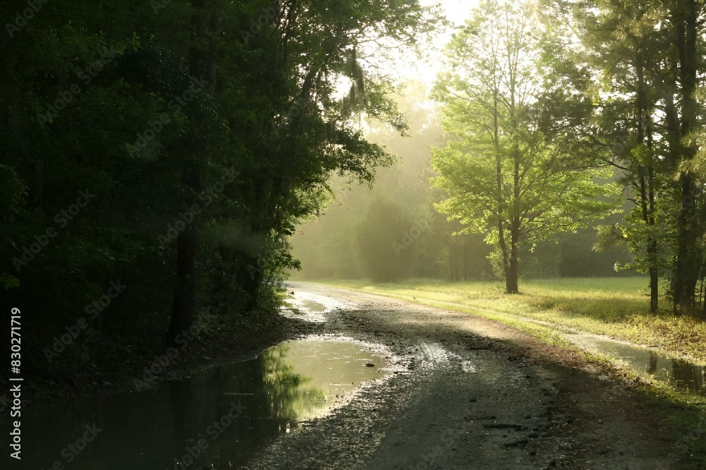 Scenic forest road through field with trees and puddles in foreground Scenic forest road through field with trees and puddles in foreground