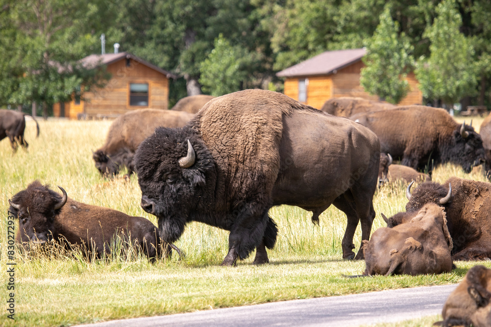 Bison - Custer State Park, Custer, South Dakota Bison - Custer State Park, Custer, South Dakota