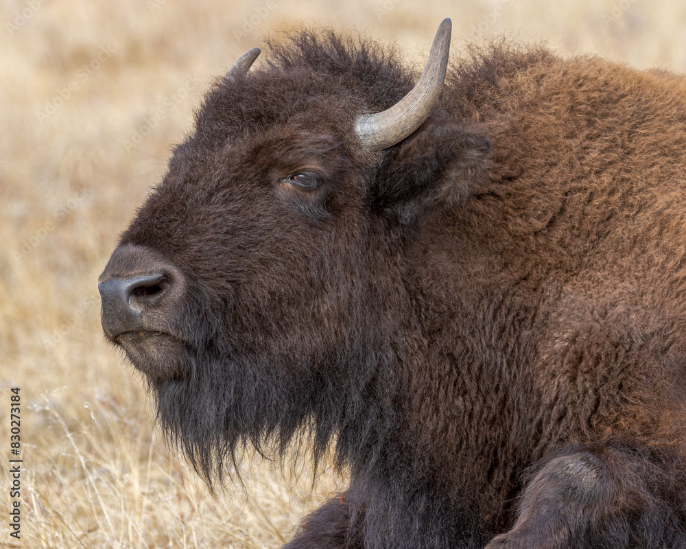 Bison - Custer State Park, Custer, South Dakota Bison - Custer State Park, Custer, South Dakota