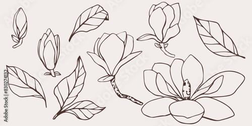 Hand drawn vector magnolia flower, set of silhouette outline illustration. isolated floral element. flower bud of different shapes. Illustration for prints, templates, greeting cards, invitations