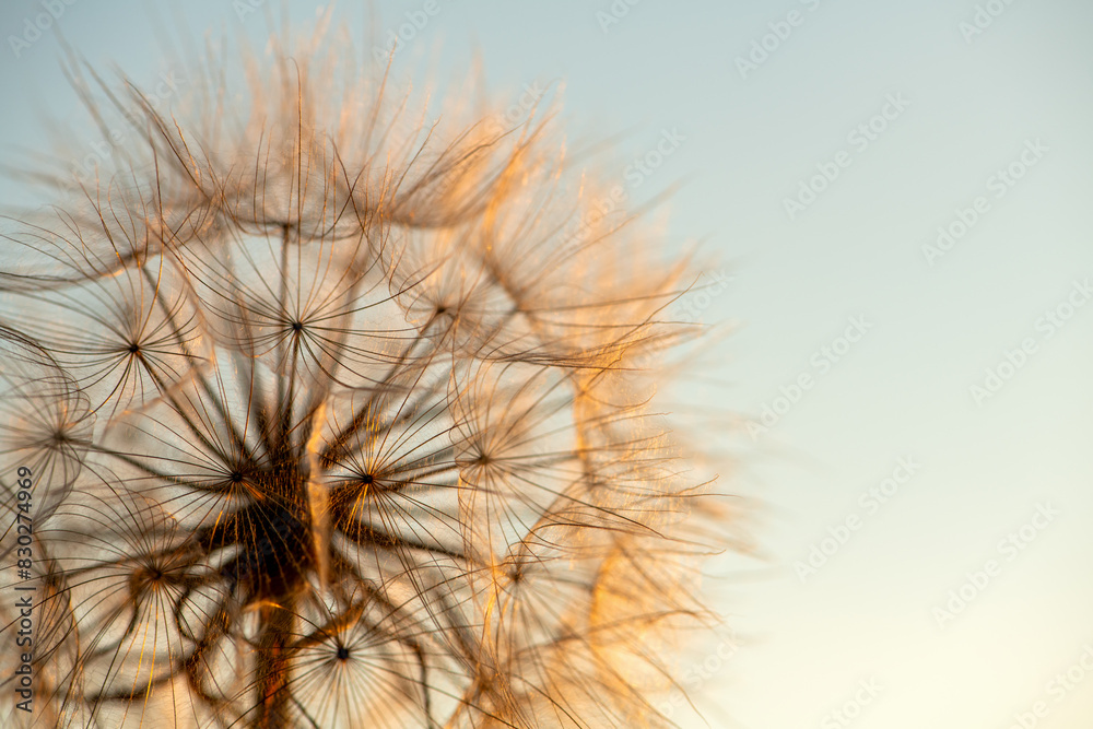 Defocused dandelion with seeds at sunset Defocused dandelion with seeds at sunset