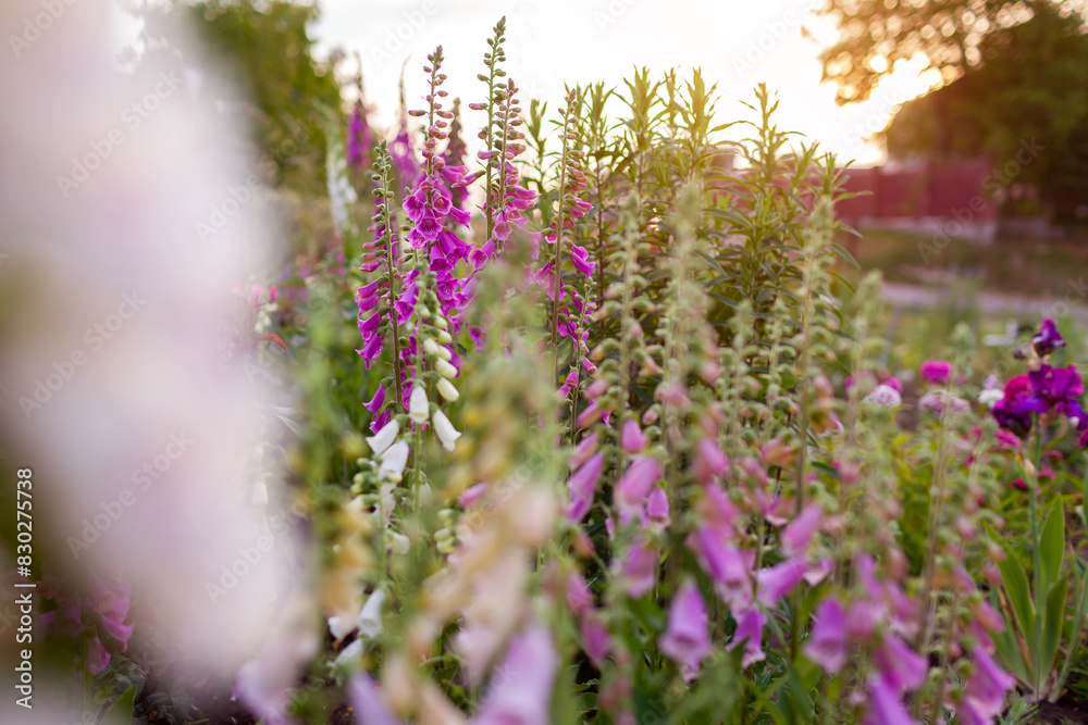 Obraz premium Cottage garden. Close up of pink purple white foxglove flowers blooming in summer garden. Digitalis in blossom.