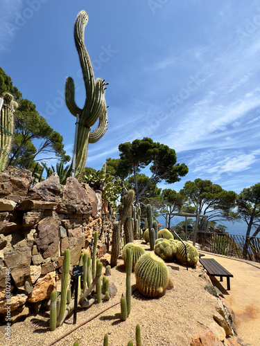 Canvas Print cactus species, pines and a bench at a cliff at the Mediterranean Sea in the bot