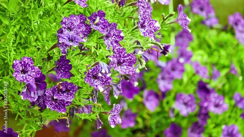 Petunia atkinsiana (Petunia hybrida) is Petunia plant nothospecies (hybrid), which encompasses all hybrid species of petunia between Axillaris and Integrifolia. photo