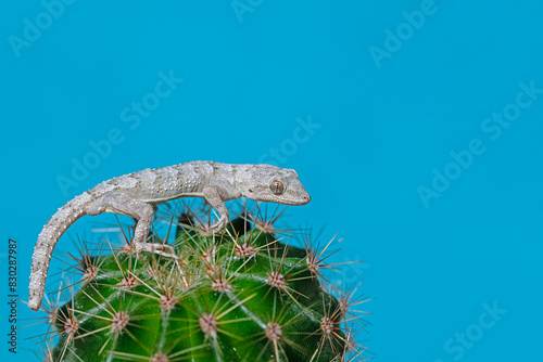Kotschy's Naked-toed Gecko on a cactus plant, close-up (Mediodactylus kotschyi). Blue background. photo