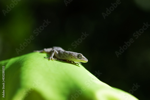 Kotschy's Naked-toed Gecko on yellow fabric, close-up (Mediodactylus kotschyi). Black background. photo