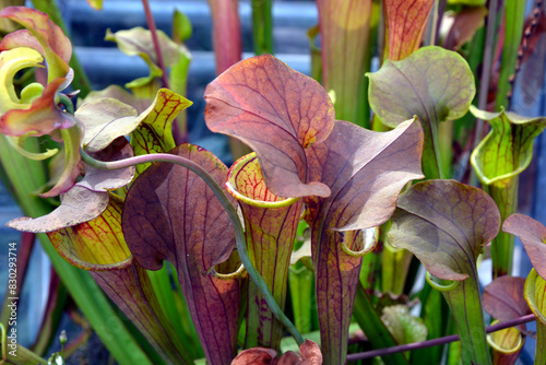 Sarracenia flava, the yellow pitcherplant photo