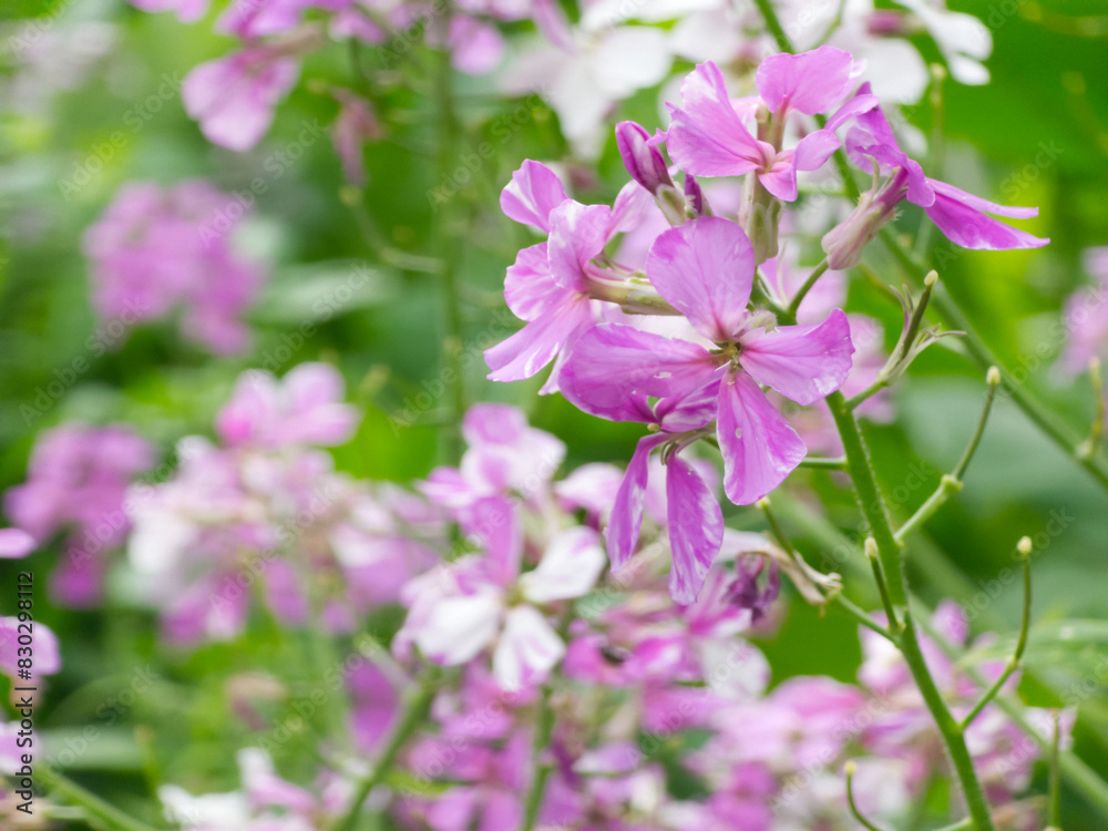 Purple Flowers against green vegetation Purple Flowers against green vegetation