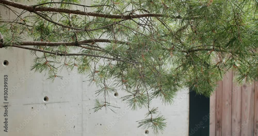 Natural trees with leaves in a landscaped garden with a concrete wall ...