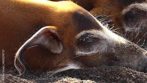 Red river hog (Potamochoerus porcus), also known as the bush pig, is a wild member of the pig family living in Africa, with most of its distribution in the Guinean and Congolian forests. photo