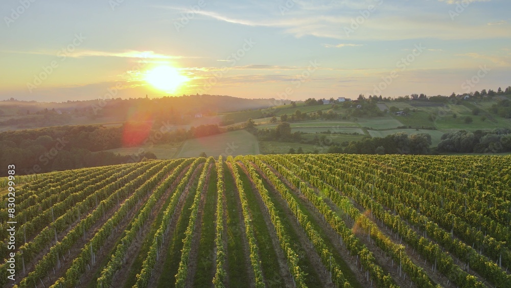 Aerial drone view over vineyards, towards agricultural fields, during sunset