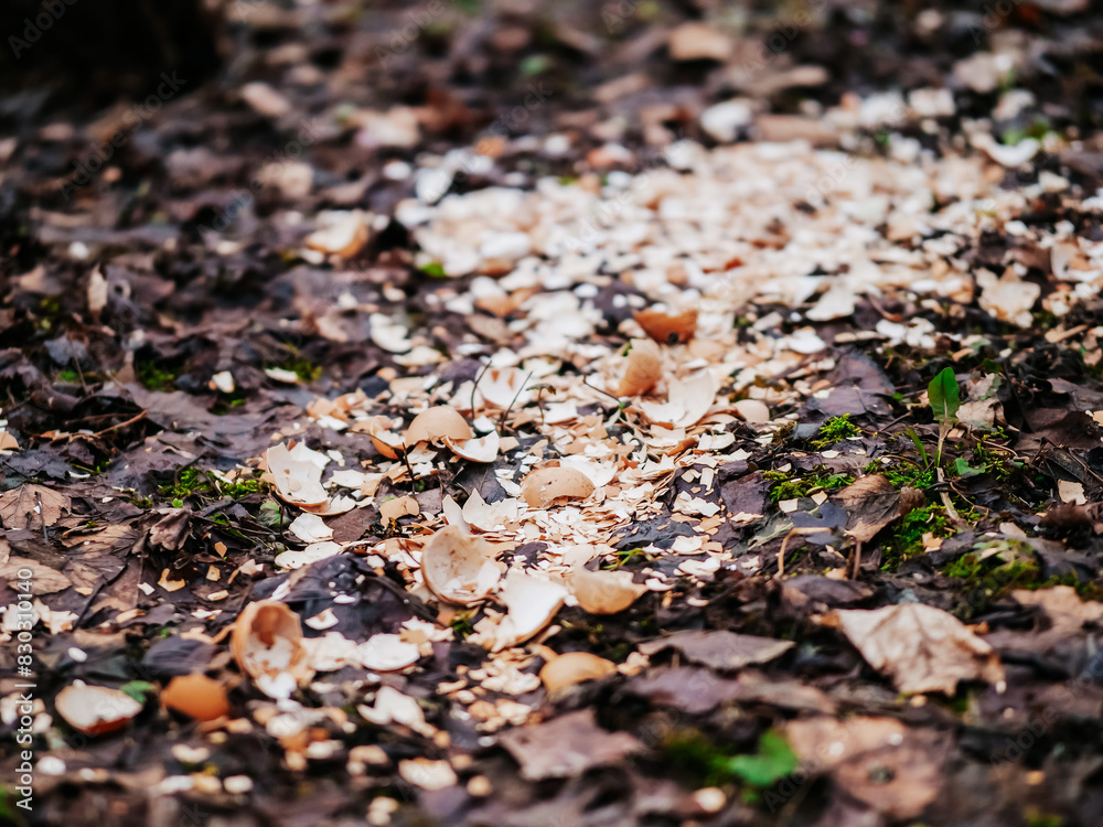 Broken egg shell dumped on soil in a garden for increasing calcium level. Rural way to improve quality of land with cheap budget solution. Nobody, selective focus. Broken egg shell dumped on soil in a garden for increasing calcium level. Rural way to improve quality of land with cheap budget solution. Nobody, selective focus.
