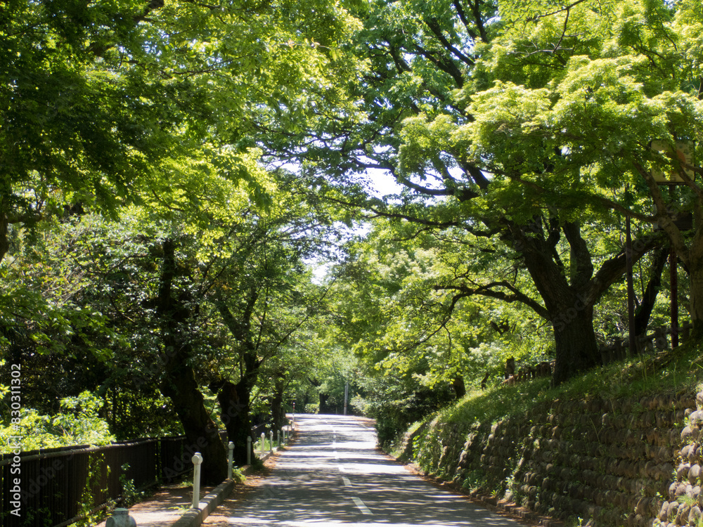 5月新緑の風景葉桜の並木道 5月新緑の風景葉桜の並木道